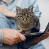 Why do cats like to sit on your belongings or laptop