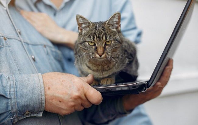 Why do cats like to sit on your belongings or laptop