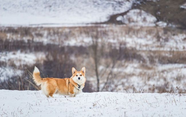 Which dog breeds freeze even at -5