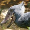 Top 5 alien-like animals that surprise everyone