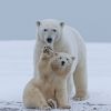 Why polar bears don't freeze in extreme cold: Scientific facts you didn't know