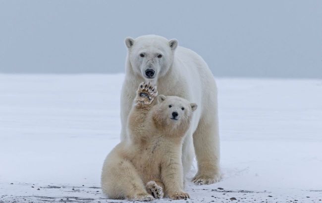 Why polar bears don't freeze in extreme cold: Scientific facts you didn't know