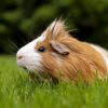 Top 8 animals that relieve stress