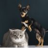 Can cats be allergic to dogs: Veterinarians' answer