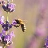 3 facts about bees, confirmed by science