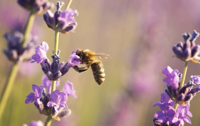 3 facts about bees, confirmed by science