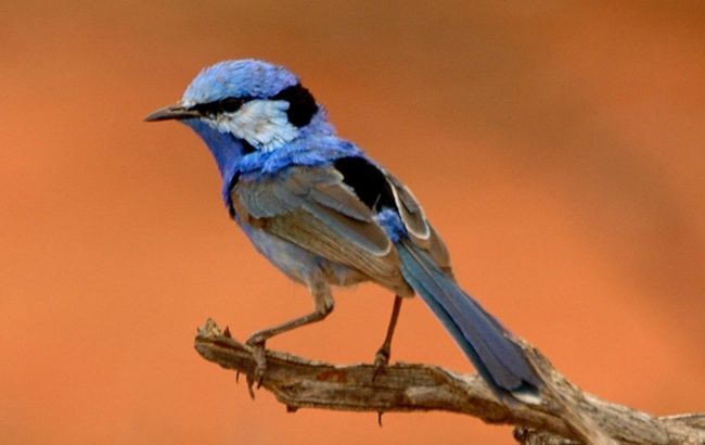Bright feathered: Top 5 most colorful birds worldwide