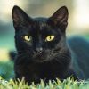 Black cat - bad luck or warning? Here's what you need to know