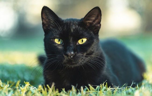 Black cat - bad luck or warning? Here's what you need to know