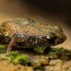 World’s smallest frog challenges our understanding of nature