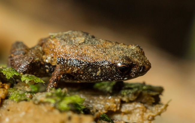 World’s smallest frog challenges our understanding of nature