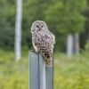 Top 5 facts about owls that impress with their abilities