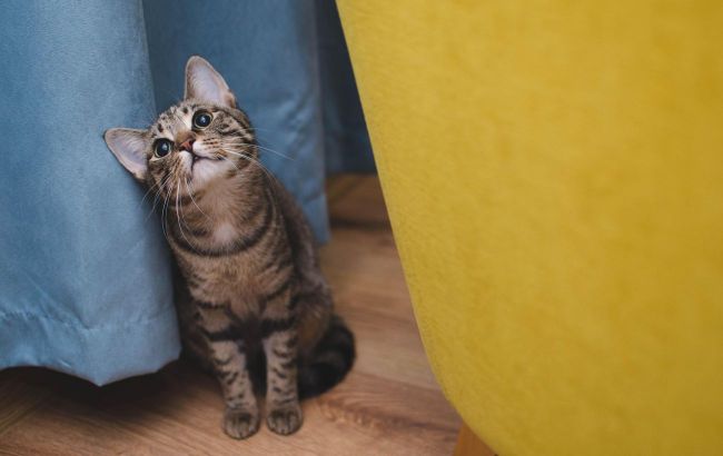 5 signs your cat is sad even if they seem fine