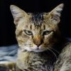 How to recognize cat's distress: Signs indicate health problems