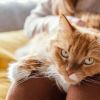 How to properly introduce yourself to cat