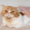 7 cat breeds that love to cuddle