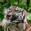 Top 6 animals that become the worst pets