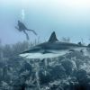 5 most dangerous animals for tourists