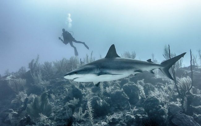 5 most dangerous animals for tourists