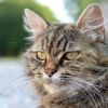 How often do you need to take cat to vet