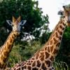 5 incredible animal tongues