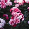 5 things every gardener should do now to help their roses survive winter