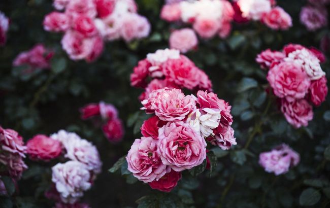 5 things every gardener should do now to help their roses survive winter