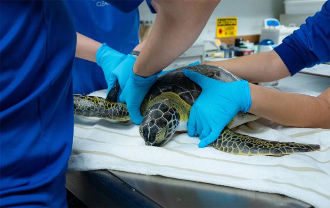 Cold-shocked sea turtles get rehabilitated in Florida aquariums