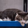 Biggest mistake cat owners make when placing litter boxes