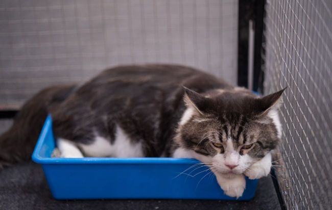 Biggest mistake cat owners make when placing litter boxes