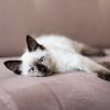 5 fascinating facts about Siamese cats