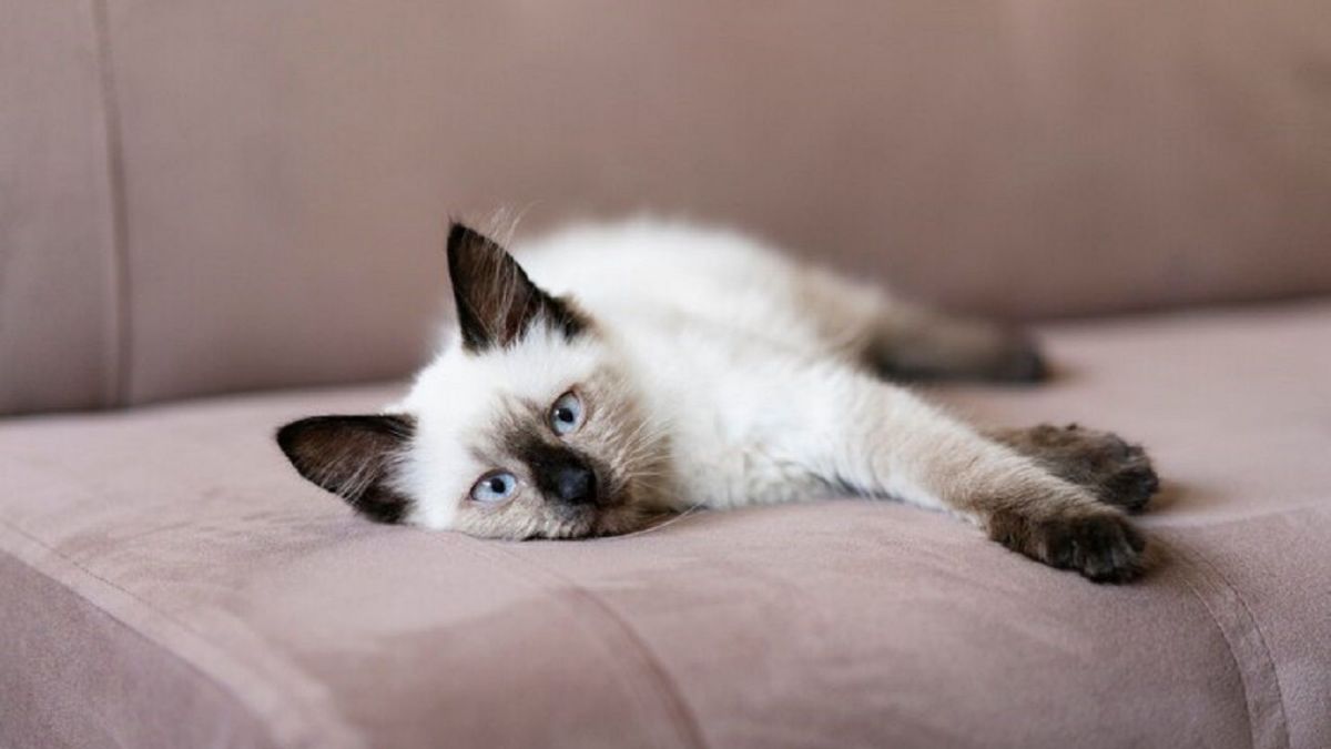 Are People Still Breeding Siamese Cats: Discover the Truth Today