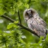 What makes owls so special: Top 5 facts about nocturnal birds that will amaze everyone
