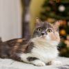 Guard your cat: 4 rules to avoid Christmas tree chaos