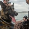US startup raises $200 million to clone and genetically edit military working dogs