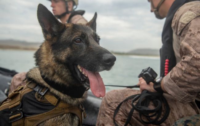 US startup raises $200 million to clone and genetically edit military working dogs