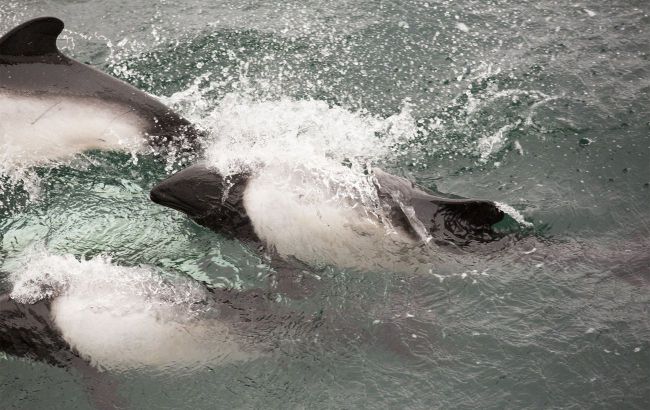 Dozens of dolphins die due to Kerch Strait fuel oil pollution