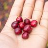 Cranberries can cure and prevent cystitis - Doctor's recommendation