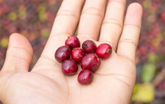Cranberries can cure and prevent cystitis - Doctor's recommendation