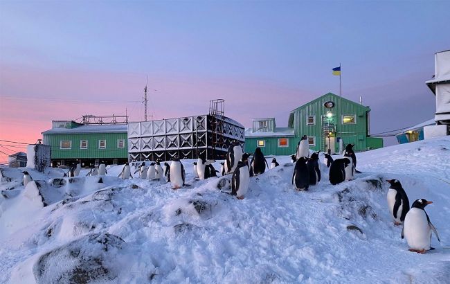 Thousands of penguins near Vernadsky station: Scientists share photos