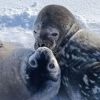 Polar explorers capture seal able to have 'harem' of 100 females: Incredible photos