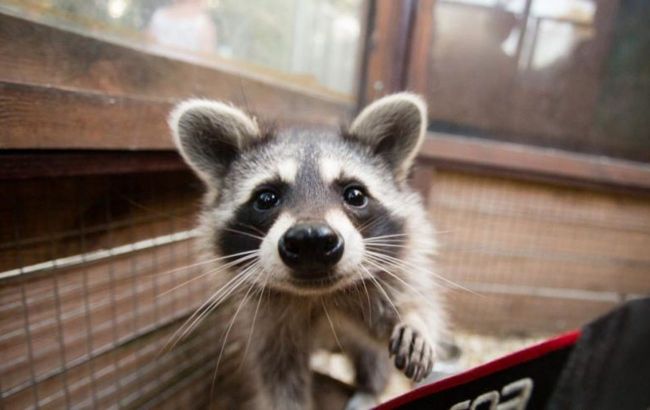 From rabies to meningitis: Doctor on why petting zoos are dangerous