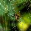 What colors attract and repel spiders