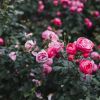 Roses will thrive if you add this one ingredient to the soil before September