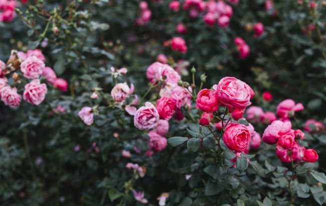 Roses will thrive if you add this one ingredient to the soil before September