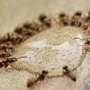 5 ways to get rid of ants in your garden without chemicals