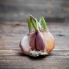 Not good for everyone - Who should never eat garlic