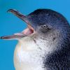 How lifestyle of Australian penguins affects their population