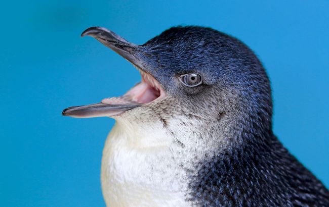 How lifestyle of Australian penguins affects their population