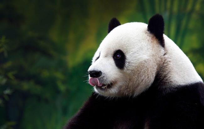 'Panda' diplomacy - China might send new pandas to U.S. after talk of